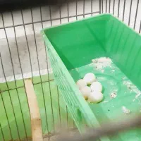 جفت مرغ عشق مولد