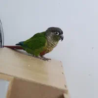مولد و ۷ ماهه