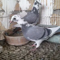 پلاکی|پرنده|بهبهان, |دیوار