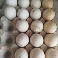 تخم مرغ بوقلمون