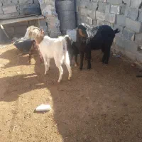 بز زاییده جوان شکم اول