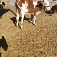 گاو خانگی|حیوانات مزرعه|بندر ماهشهر, |دیوار