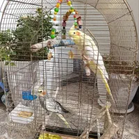 یه جفت عروس هلندی|پرنده|خوی, |دیوار