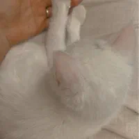 گربه دونژاده|گربه|شیراز, ارم|دیوار