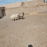 گوسفند|حیوانات مزرعه|سده (خراسان جنوبی), |دیوار
