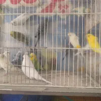 کلکسیونی بینظیرازدنیای مرغ عشق  آیهان