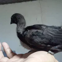 جوجه آیام سمانی|حیوانات مزرعه|رضوانشهر, |دیوار