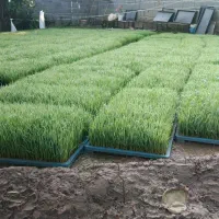 نشا (تیم) برنج هاشمی