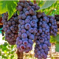 فروش نهال انگور یاقوتی گلدونی