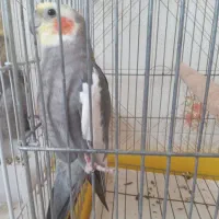 عروس هلندی