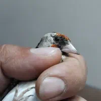 مرغ عشق دستی و سهره|پرنده|اصفهان, شاهد|دیوار