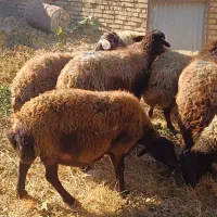 میش جوان آبستن افشاری