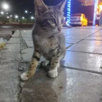گربه خونگی جهت واگذاری