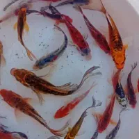 ماهی زینتی کوی|ماهی|دزفول, |دیوار