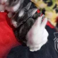 خرگوش|موش و خرگوش|ممقان, |دیوار