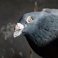 کبوتر زاغ نر دوچشم زات دار