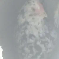 تخم‌مرغ نطفه داروخروس جوجه گلین