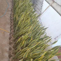 سانسوریا سرحال فقط ۱۵۰