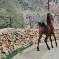 اسب کره مادیون|اسب و تجهیزات اسب‌سواری|شیراز, احمدآباد|دیوار