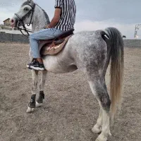 نریان شش به هفت سال شجره دار|اسب و تجهیزات اسب‌سواری|اصفهان, سرشبادران|دیوار