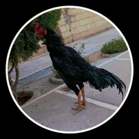 مرغ خروس اوشامو