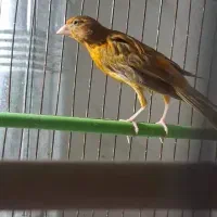 جوجه|پرنده|شهرکرد, |دیوار