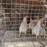 مرغ قربانی