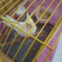 طوطی عروس هلندی لوتینو یک ساله|پرنده|الوند, |دیوار