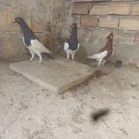 سه تاجوانه یهودی نر