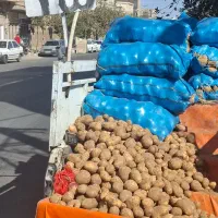 فروش سیب زمینی