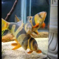 6 عدد ماهی لوچ دلقک (استهبان)