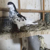 ساده افشان.کربلای.سار|پرنده|گالیکش, |دیوار