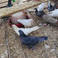تعداد30 تا کفتر با جوجه