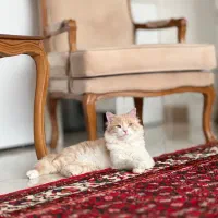 گربه نژاد( میکس پرشین وdsh)
