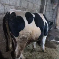 فروش گوساله نر ویژه کشتار|حیوانات مزرعه|شادیان, |دیوار