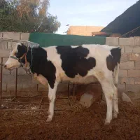 شنگول ۸ماهه