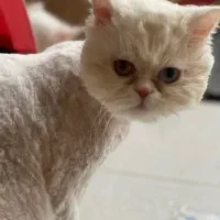 گربه پرشین کلاسیک