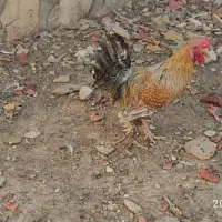 فروش دو عدد خروس|پرنده|باشت, |دیوار