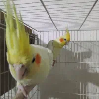 جفت عروس هلندی مولد