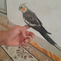 گمشده