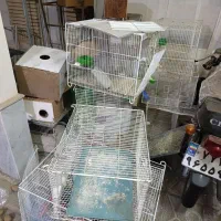 قفس پرنده عروس کبوتر و..