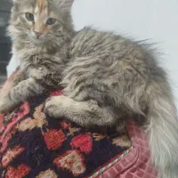 گربه میکس پرشین