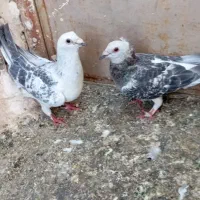 کفتر جفتی اصیل افغان کرمانی