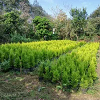 فروش کاج لاوسون و کامیس فشرده