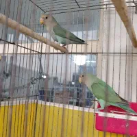 طوطی برزیلی.مرغ عشق|پرنده|ایذه, |دیوار