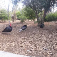 فروش تعدادی بوقلمون نر و ماده