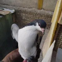 نر و ماده دمگیر|پرنده|اصفهان, دانشگاه اصفهان|دیوار