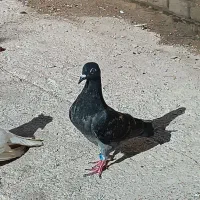 کفتر زاغ و پلاکی|پرنده|خرمشهر, |دیوار