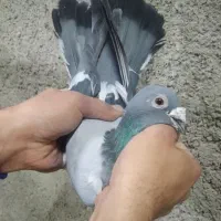 کفتر حمال شهرستانی جفت