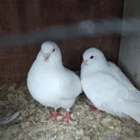 چندتا کبوتر برای فروش